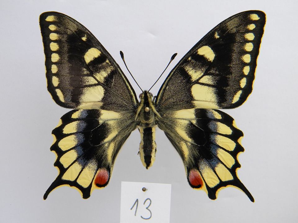 Papilio machaon (aberrant cold shock) 5 (Internet Image property of respective owner, non-commercial use only)